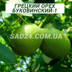 Саженцы грецкого ореха Буковинский 1 двухлетний