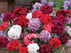 насіння квітів високої якості