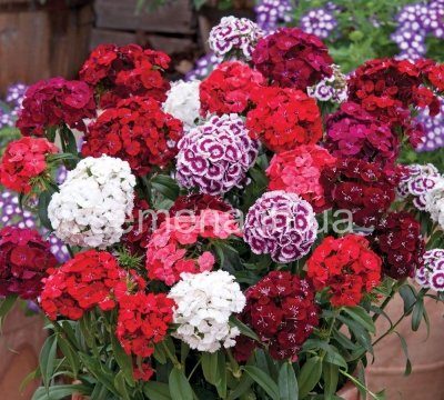 насіння квітів високої якості