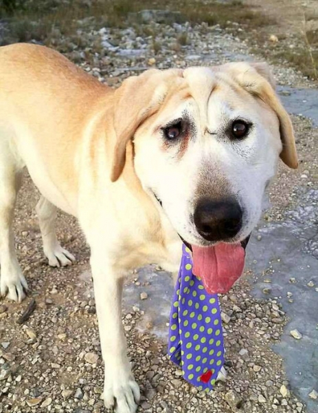 «Собачья жизнь»: хозяин пять лет морил голодом пса с некрасивой мордой