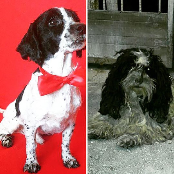 Вот что делает любовь: фото бездомных собак до и после их спасения
