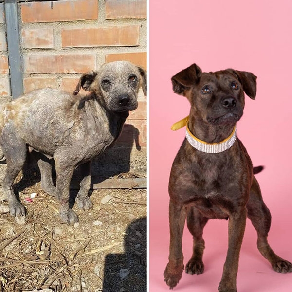 Вот что делает любовь: фото бездомных собак до и после их спасения