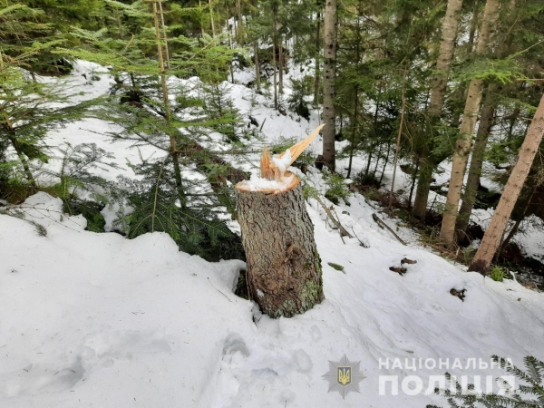 На Львівщині судитимуть чоловіка, підозрюваного у незаконній порубці дерев