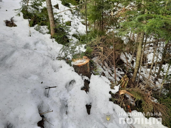 На Львівщині судитимуть чоловіка, підозрюваного у незаконній порубці дерев
