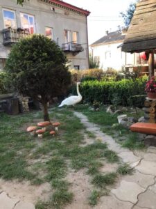 У Буську врятували лебедя, який заплутався в електричних дротах