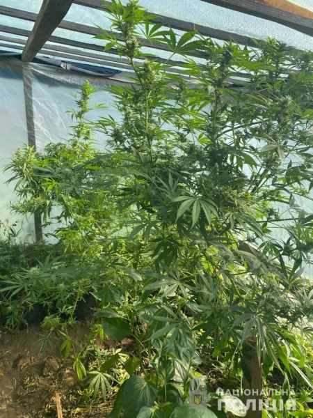 У Старосамбірському районі поліцейські виявили та вилучили рослини конопель на сусідніх присадибних ділянках