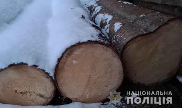 Поліцейські виявляють факти незаконної порубки лісу на Львівщині