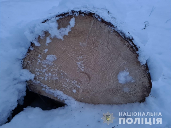 Поліцейські виявляють факти незаконної порубки лісу на Львівщині