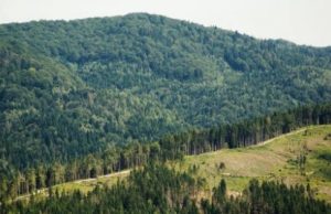 В Львівській області підбили підсумки роботи лісових господарств за 2021 рік