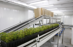 Во Львовском лесном селекционно-семенном центре подвели итоги работы в 2021 году