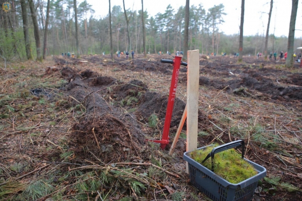 В межах масової акції «Ліс Перемоги» на Львівщині за добу висадили близько 50 тисяч дерев (фото)