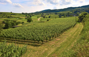 Грантова програма створення садів: Львівщині погодили дві заявки на 14,7 мільйонів гривень