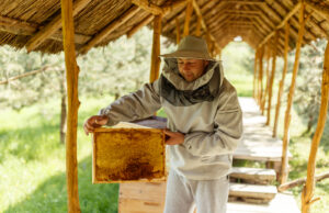 Солодкий сон та екскурсії: пасіки на Львівщині запрошують в гості