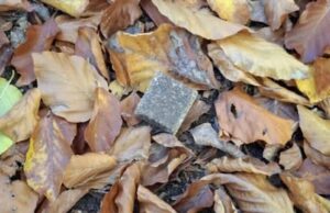 У Львівській громаді триває кампанія з профілактики сказу