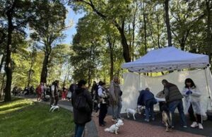 У Львові в четвер відбудеться безкоштовна вакцинація котів і собак