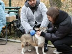 У Брюховичах безкоштовно вакцинуватимуть домашніх тварин від сказу