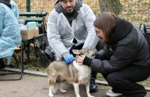 У Брюховичах безкоштовно вакцинуватимуть домашніх тварин від сказу