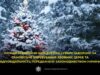 Заборона на вирубку ялинок: штрафи та відповідальність