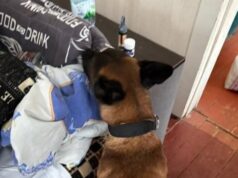 Викрито злочинну групу з контрабанди наркотиків у Львові