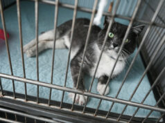 Паралізований кіт зі Львова знайшов нову родину в Німеччині