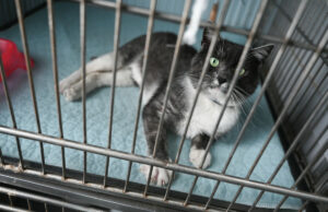 Паралізований кіт зі Львова знайшов нову родину в Німеччині