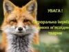 На Львівщині триває весняна кампанія з імунізації диких тварин проти сказу