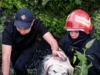У Винниках рятувальники підняли собаку з триметрової канави з водою У Винниках рятувальники підняли собаку з триметрової канави з водою