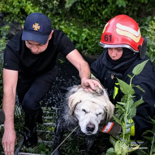 image У Винниках рятувальники підняли собаку з триметрової канави з водою