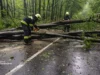 На Львівщині рятувальники прибирають повалені через негоду дерева