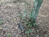У Львові знищили снаряд і гранату часів Другої світової війни