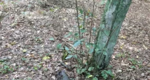 У Львові знищили снаряд і гранату часів Другої світової війни