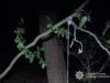 На Львівщині передадуть до суду чоловіка, який повісив собаку на дереві На Львівщині передадуть до суду чоловіка, який повісив собаку на дереві