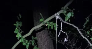На Львівщині передадуть до суду чоловіка, який повісив собаку на дереві