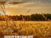 16–17 серпня на Львівщині прогнозують надзвичайну пожежну небезпеку 16–17 серпня на Львівщині прогнозують надзвичайну пожежну небезпеку