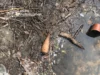 У Магерові в обмілілому озері знайшли мінометні міни часів Другої світової війни