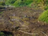 На Львівщині за добу ліквідували 19 пожеж в екосистемах