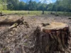 (Українська) На Львівщині судитимуть двох експосадовців лісництва за незаконну вирубку понад 1100 дерев На Львівщині судитимуть двох експосадовців лісництва за незаконну вирубку понад 1100 дерев