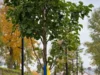 У Дублянах планують створити простір Пам’яті Героїв