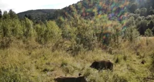 Камери на кордоні на Самбірщині зафіксували вовків, козуль і диких кабанів
