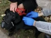(Українська) У Гряді безкоштовно від сказу щепили близько 90 домашніх тварин У Гряді безкоштовно від сказу щепили близько 90 домашніх тварин