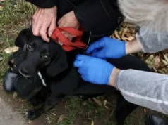У Гряді безкоштовно від сказу щепили близько 90 домашніх тварин