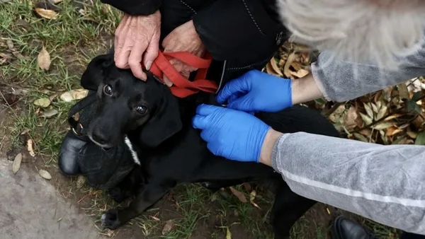 image У Гряді безкоштовно від сказу щепили близько 90 домашніх тварин