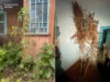 На Львівщині судитимуть двох чоловіків за постачання метадону в колонію