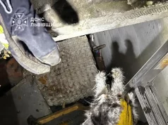 У Львові рятувальники дістали котів із колектора
