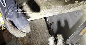 У Львові рятувальники дістали котів із колектора