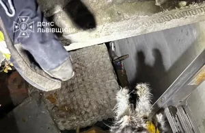 У Львові рятувальники дістали котів із колектора